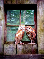 barn owls nw trek-16x24
