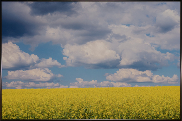 Canola and Clouds