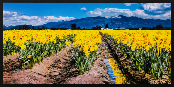 Fields of Daffodils