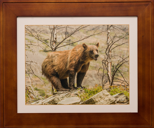 Brown -Grizzley- Bear Portrait