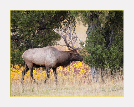 Elk with Halo