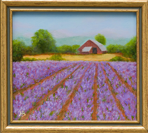 sequim lavender field