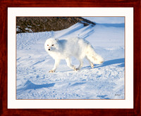 Arctic fox 3 16x20