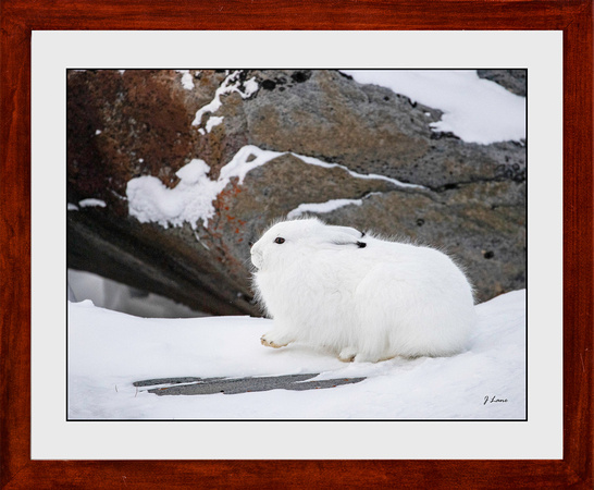 arctic hare 16x20