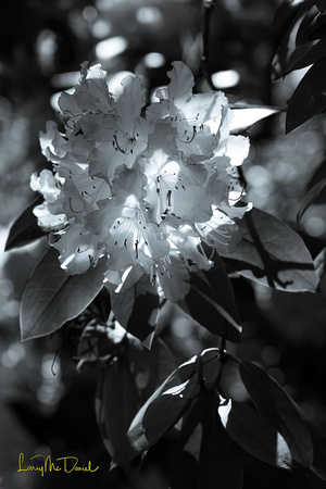 ephemeral rhododendron