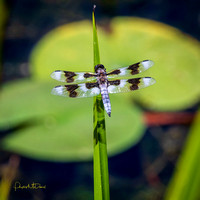 dragonfly and lily pad