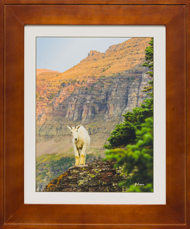 mountain goat inviroscape