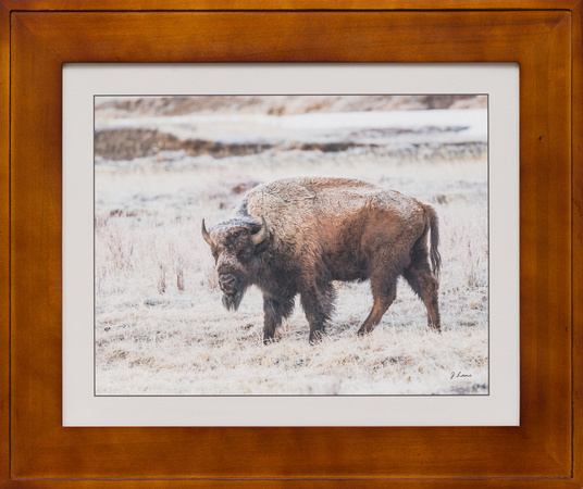 frosty yellowstone bison