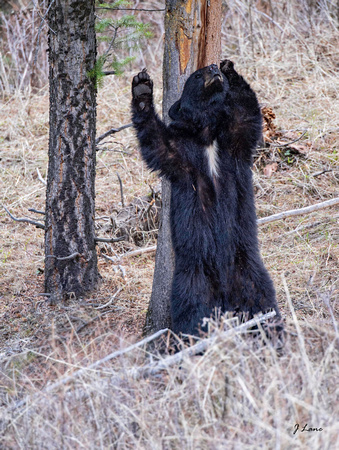 Black Bear  Yellowstone