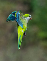 Blue Green Parakeet