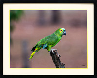 blue fronted parrot
