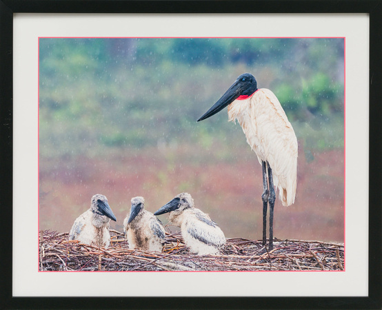 jabiru storks in rain-jeff lane copy