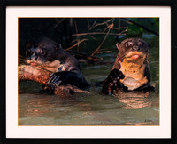 jeff lane-giant river otters-2021 copy