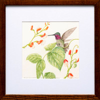 annas_hummingbird-10 copy