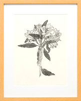 alstroemeria-peruvian lily